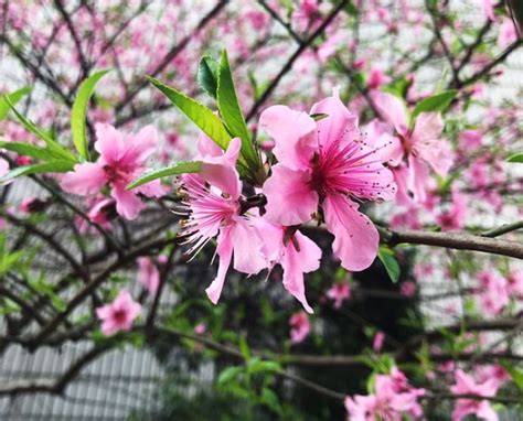 家中種桃花|院子裡種桃樹好不好？桃樹種植有什麼風水禁忌？